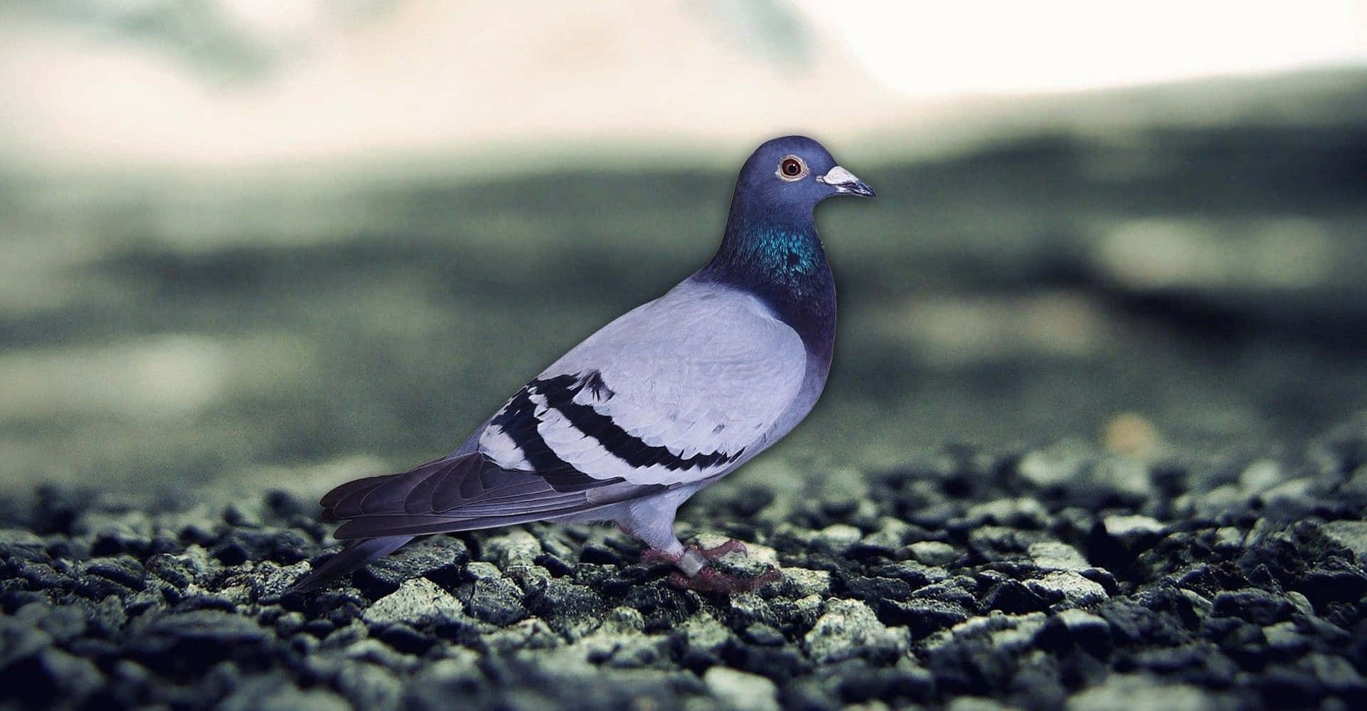 A beautiful pigeon taking flight.