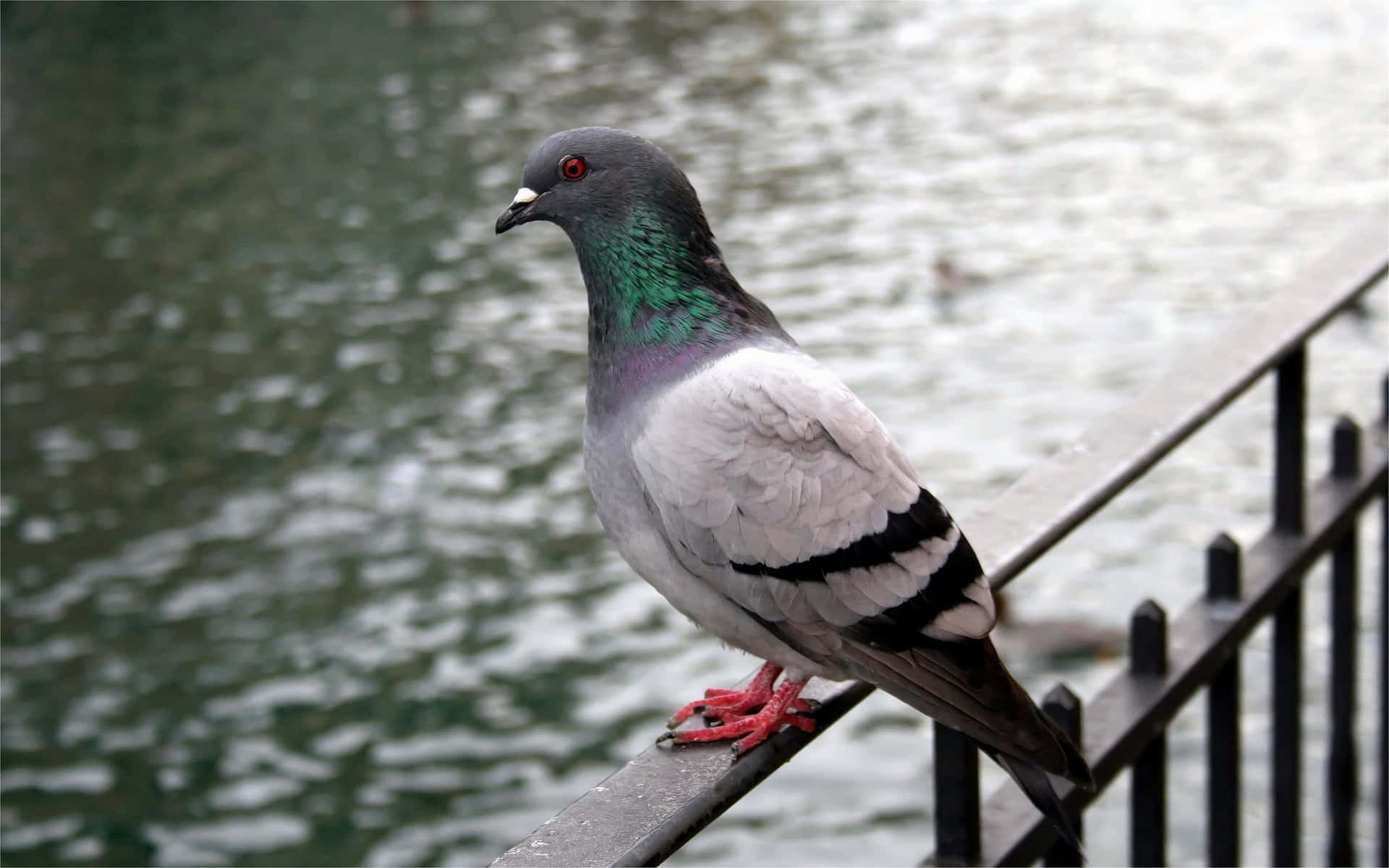 Pigeon perched atop the edge of a balcony