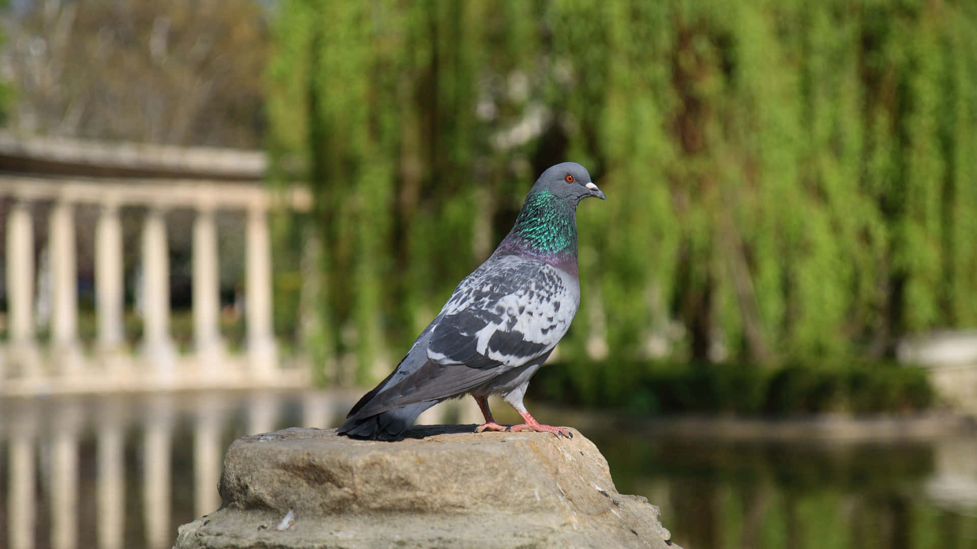 A Pigeon Perched on a Steel-Railed Bridge