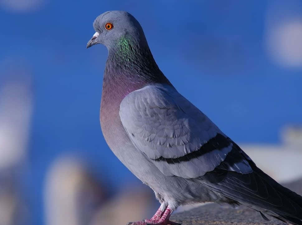 A Peaceful Pigeon Standing On A Tree