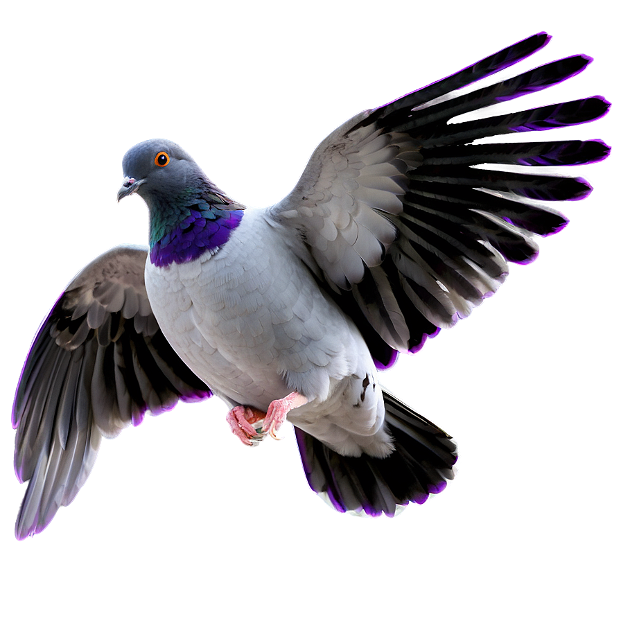 Download Pigeon Animated Png Wsx | Wallpapers.com