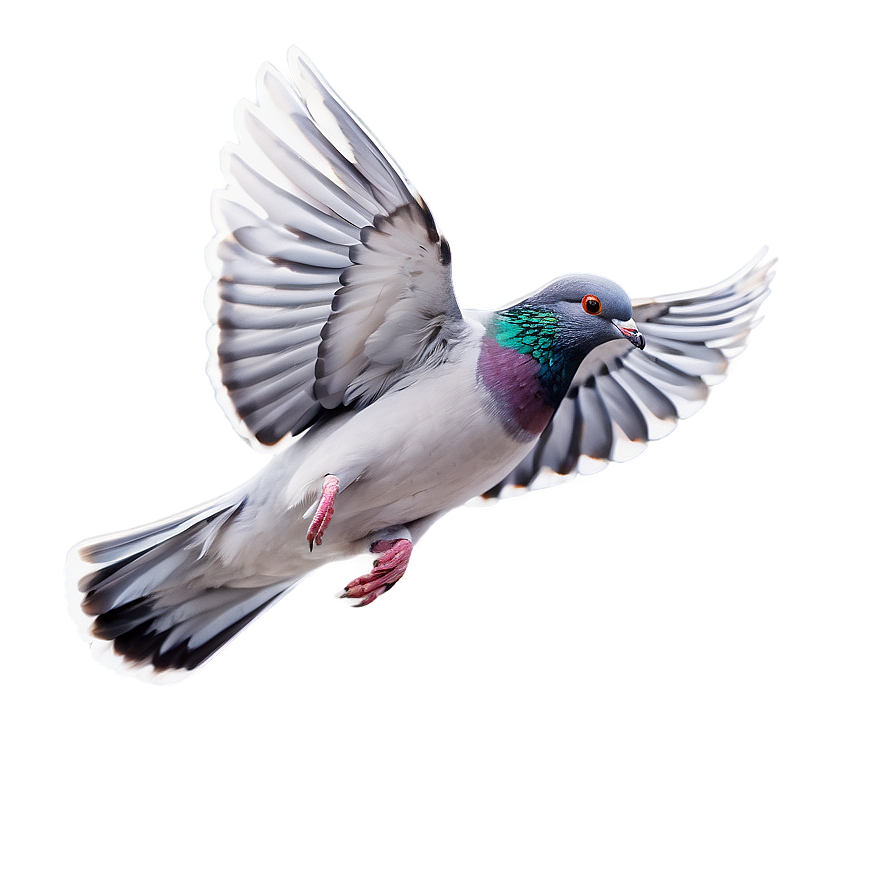 Pigeon In Flight Png 23 PNG