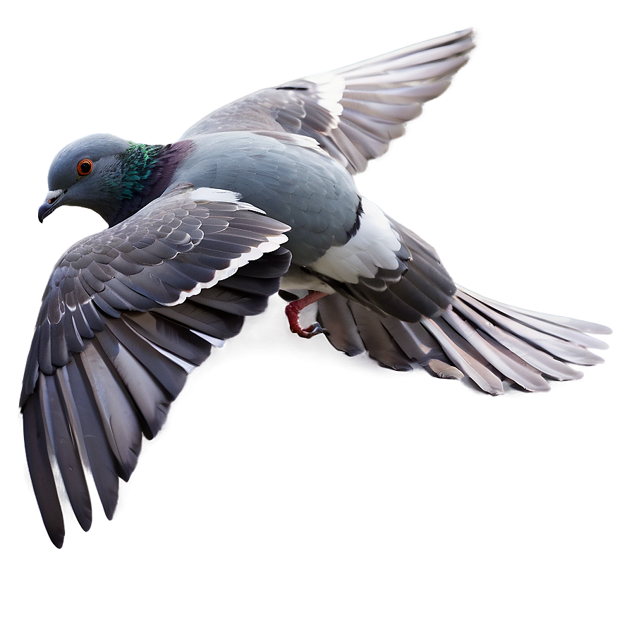 Pigeon In Flight Png Enb39 PNG