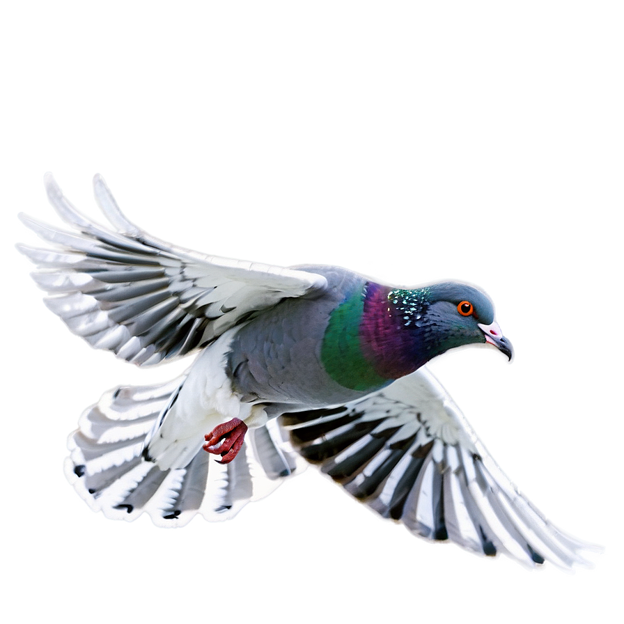 Pigeon In Flight Png Rcs PNG