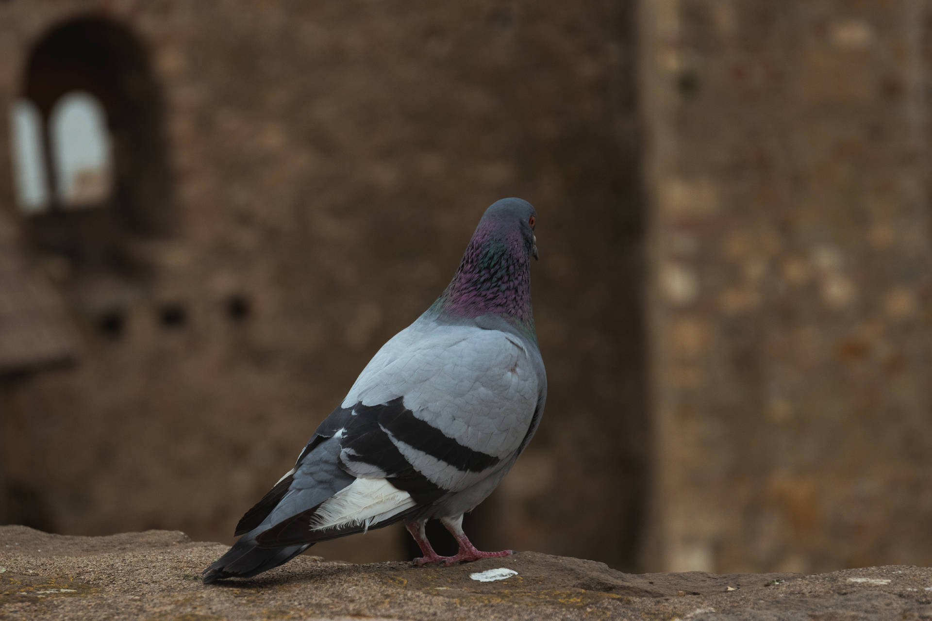 Pigeon In Serbia