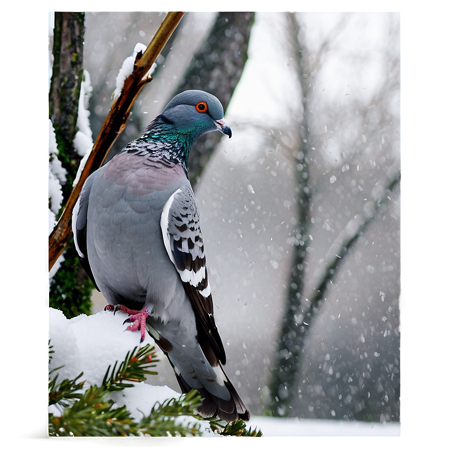 Pigeon In Snow Png 05242024 PNG
