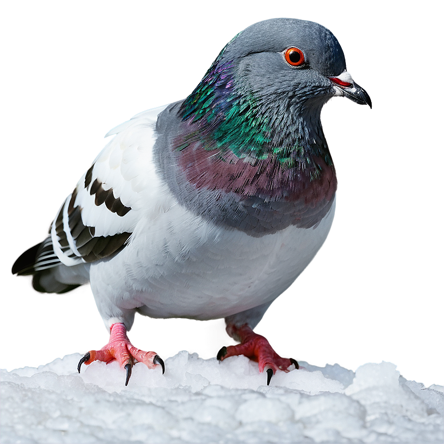 Pigeon In Snow Png Ymw96 PNG
