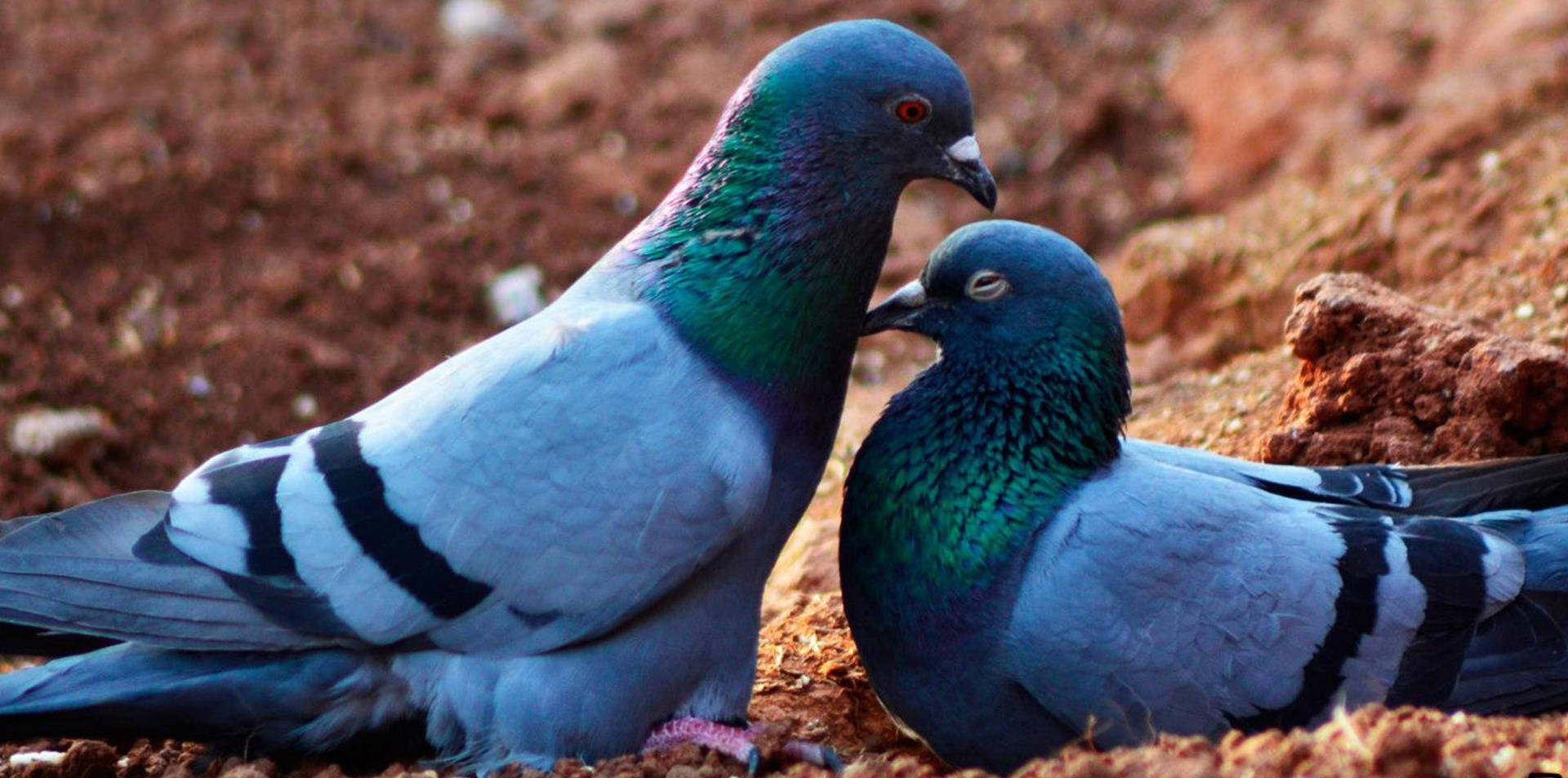 Pigeon Love Birds In Soil Wallpaper