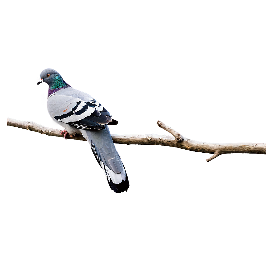 Pigeon On Branch Png 9 PNG