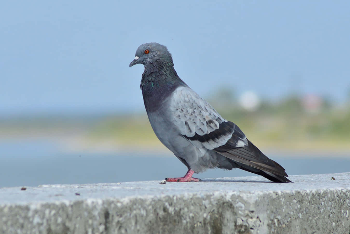 A City Pigeon Busy in Flight