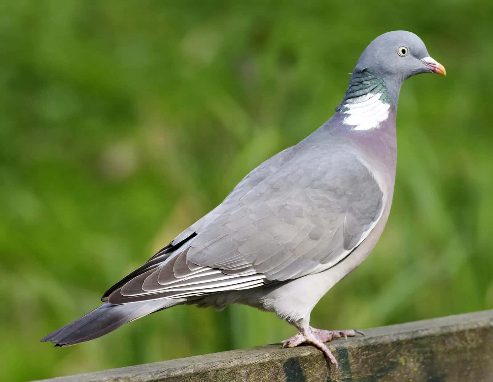 The Brilliant Pigeon