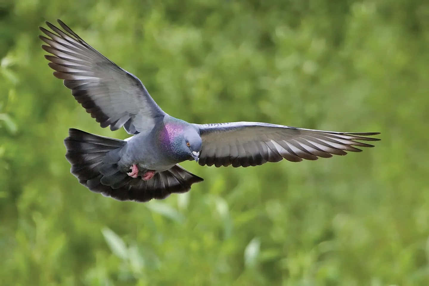 A pigeon takes flight in a lush green garden