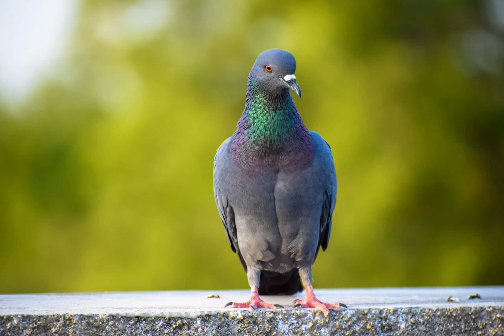 A Friendly Pigeon