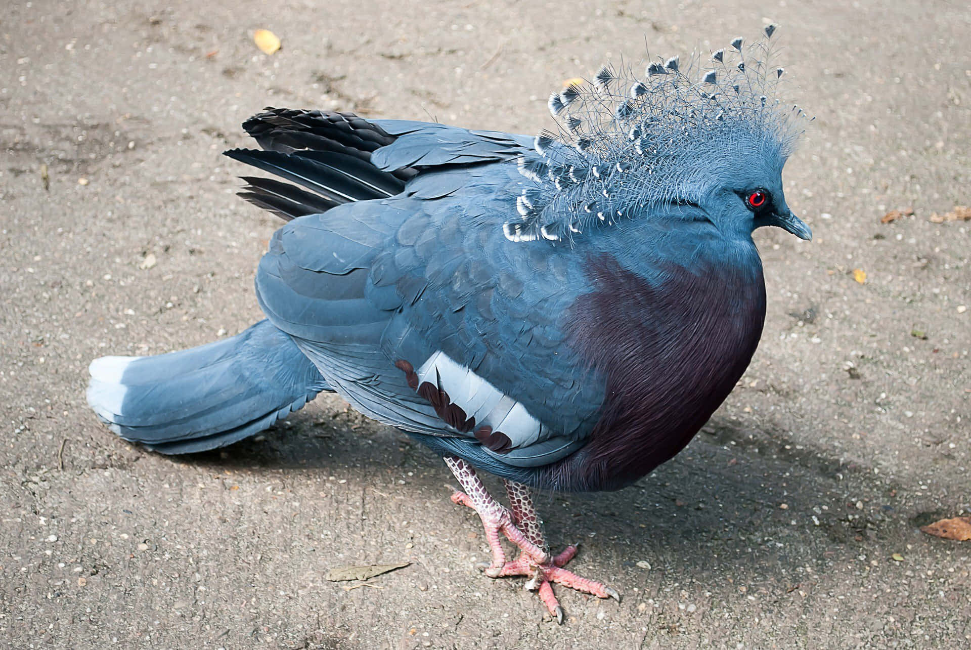 A Pigeon Rocking Plumes on Its Back