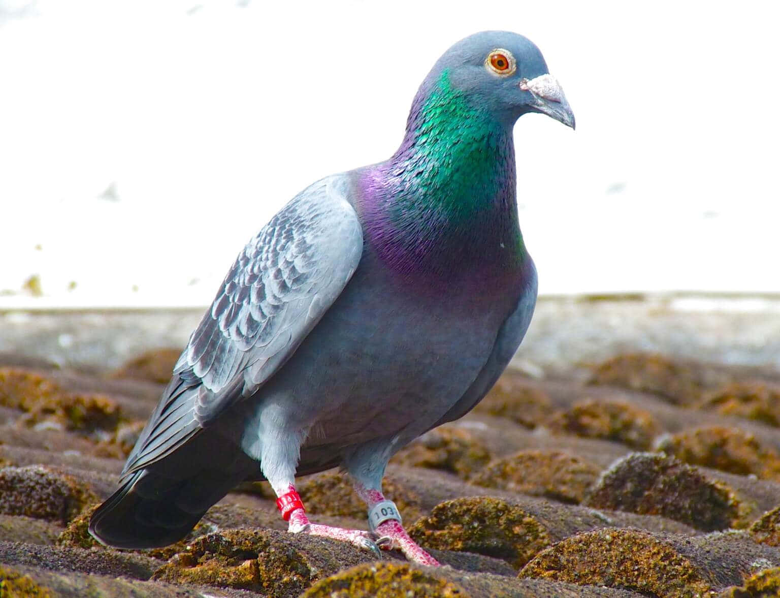 A friendly pigeon perched in the park