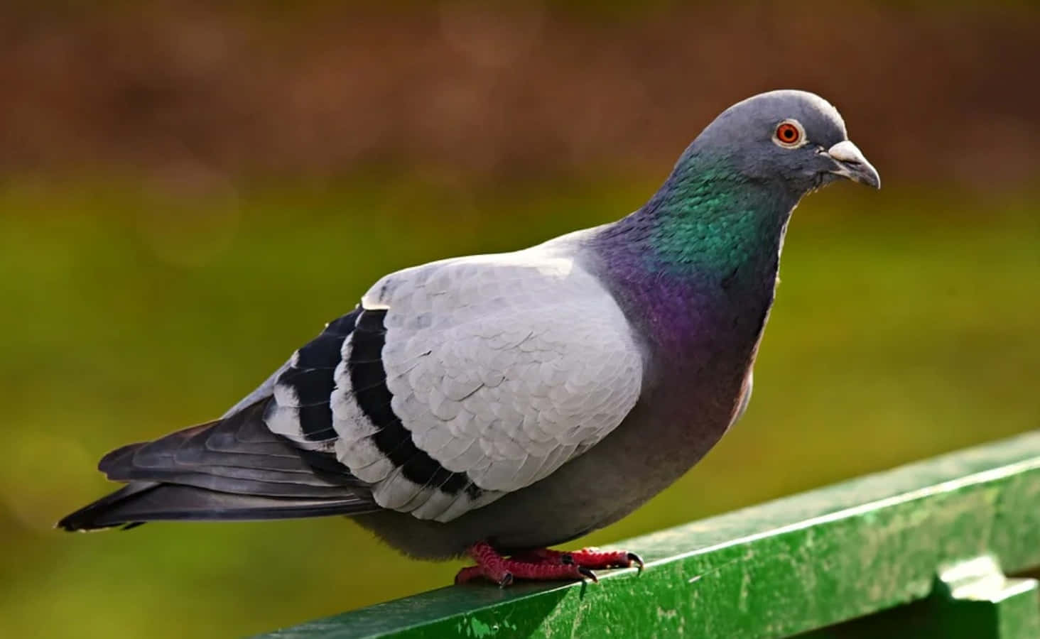 A Pigeon Enjoying a Sunny Day