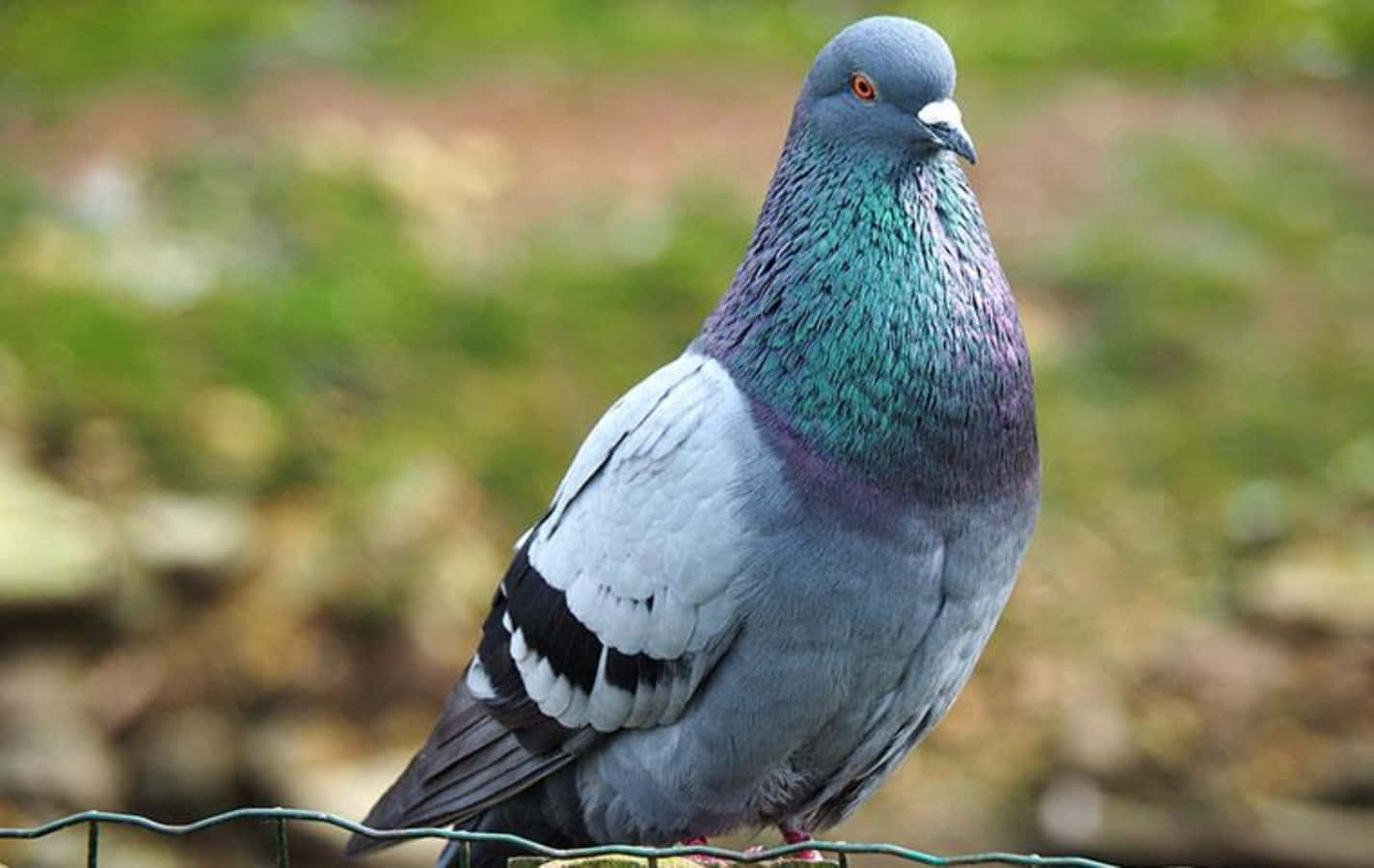 A Pigeon Is Sitting On A Fence