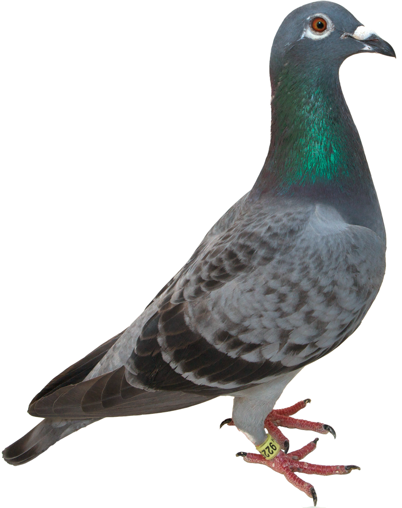 Pigeon Portrait Isolated Background PNG