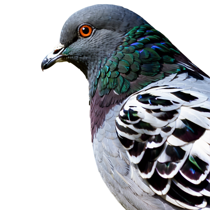 Download Pigeon Side View Png 55 | Wallpapers.com