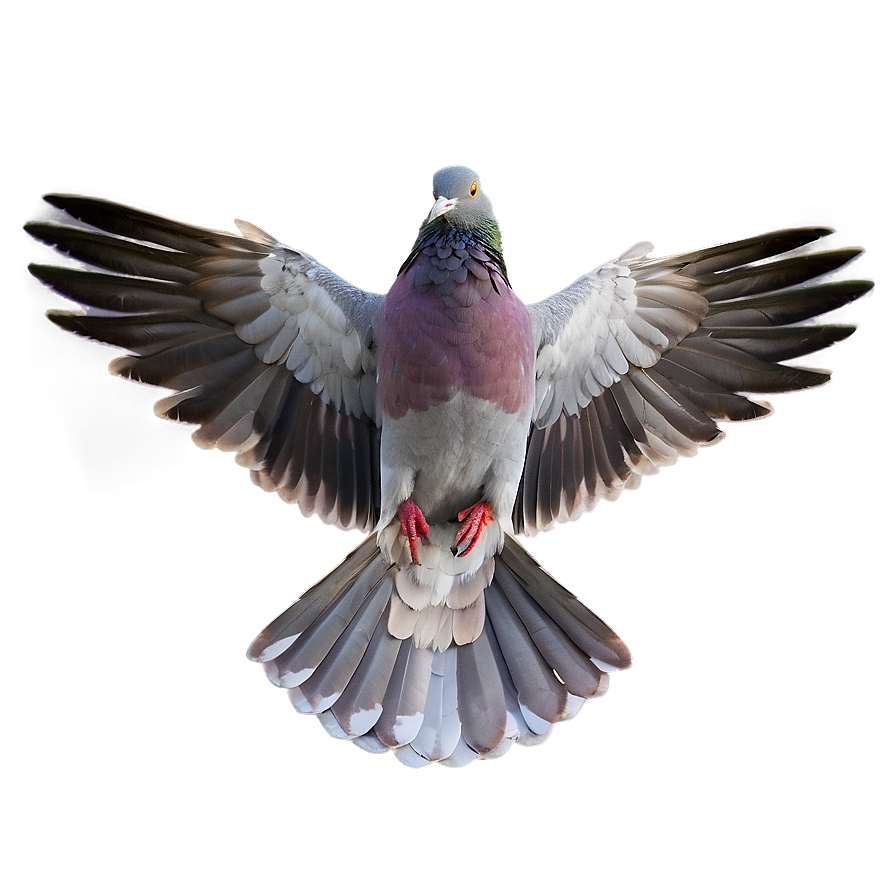 Download Pigeon Wings Spread Png 96 | Wallpapers.com