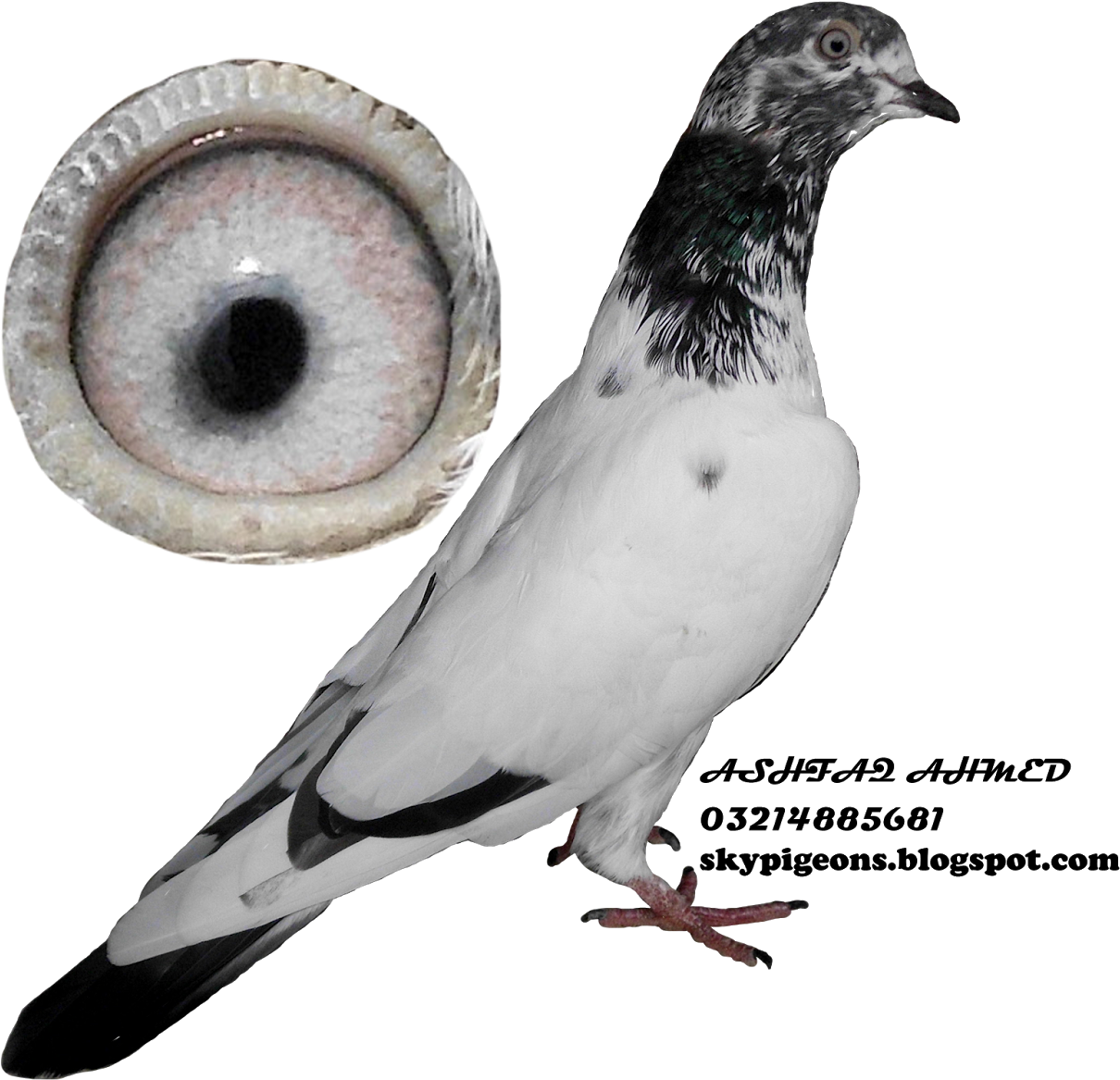 Pigeonwith Detailed Eye View PNG