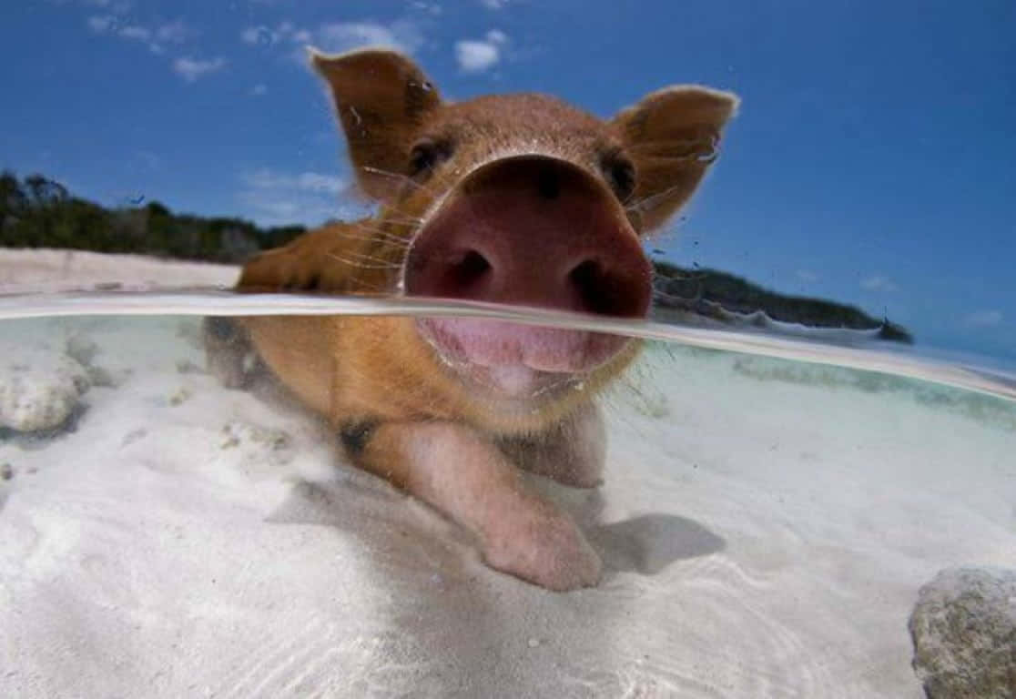 A Pig Swimming In The Water
