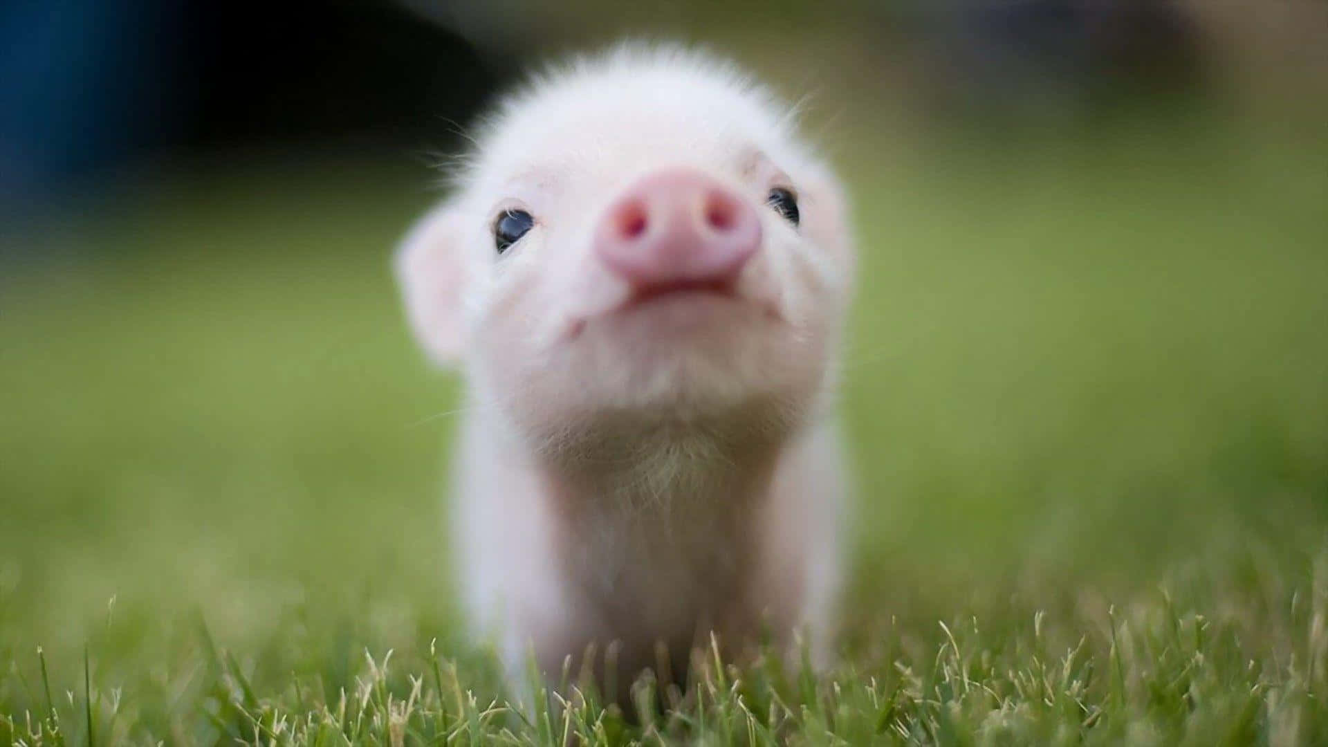 Super cute piggy inspires savings