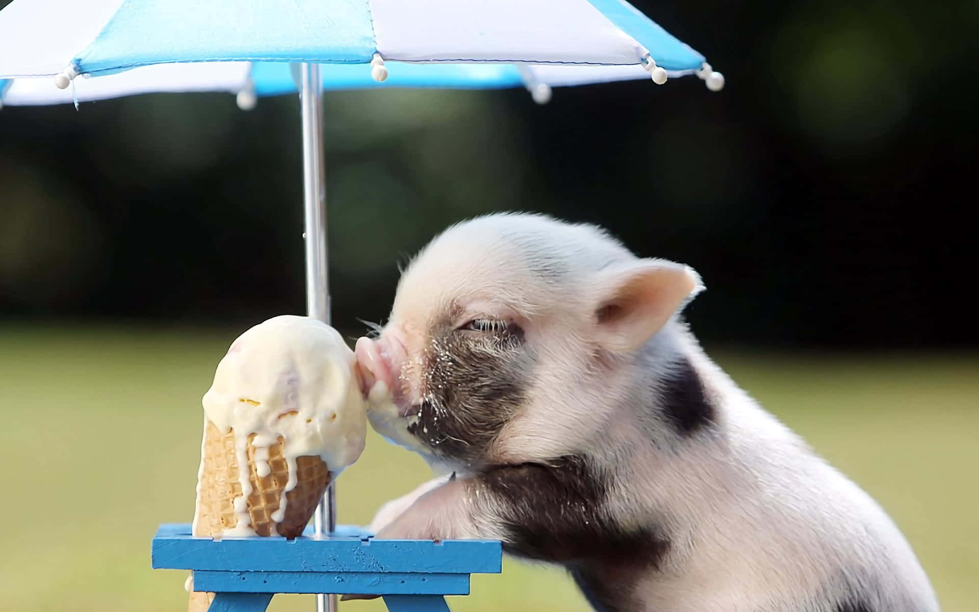 A Baby Pig Eating Ice Cream Under An Umbrella
