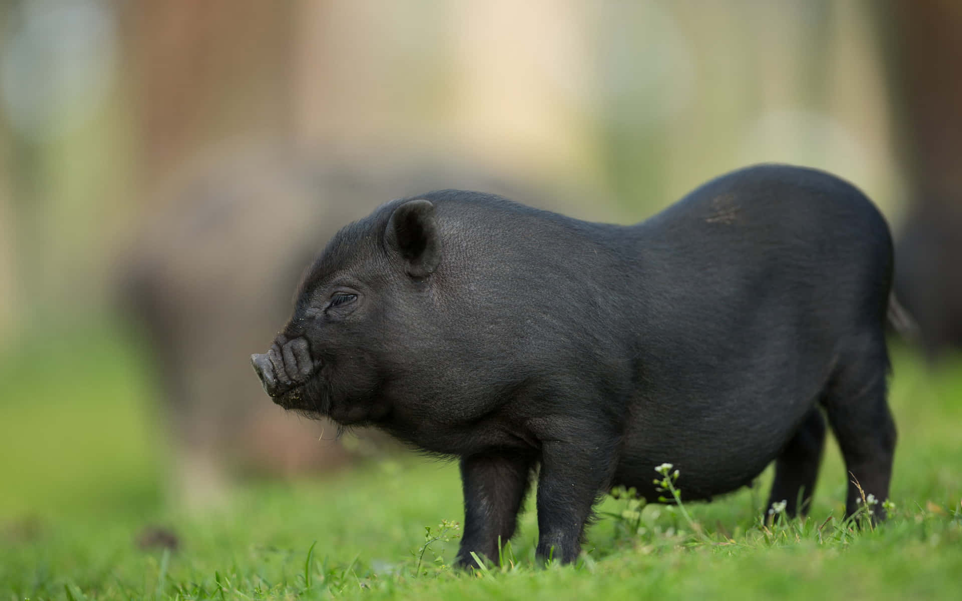 A Black Pig Standing In A Field