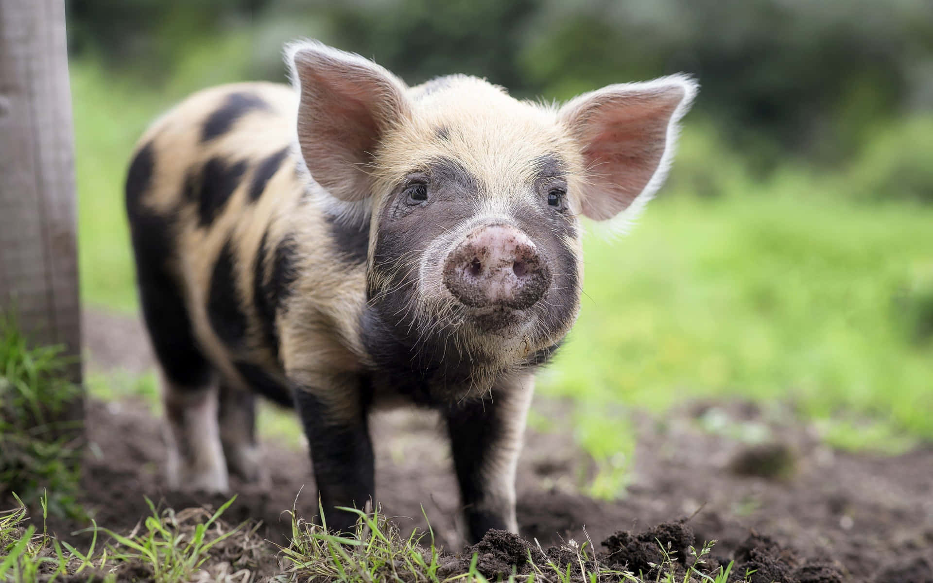 A Pig Standing In The Dirt Near A Fence