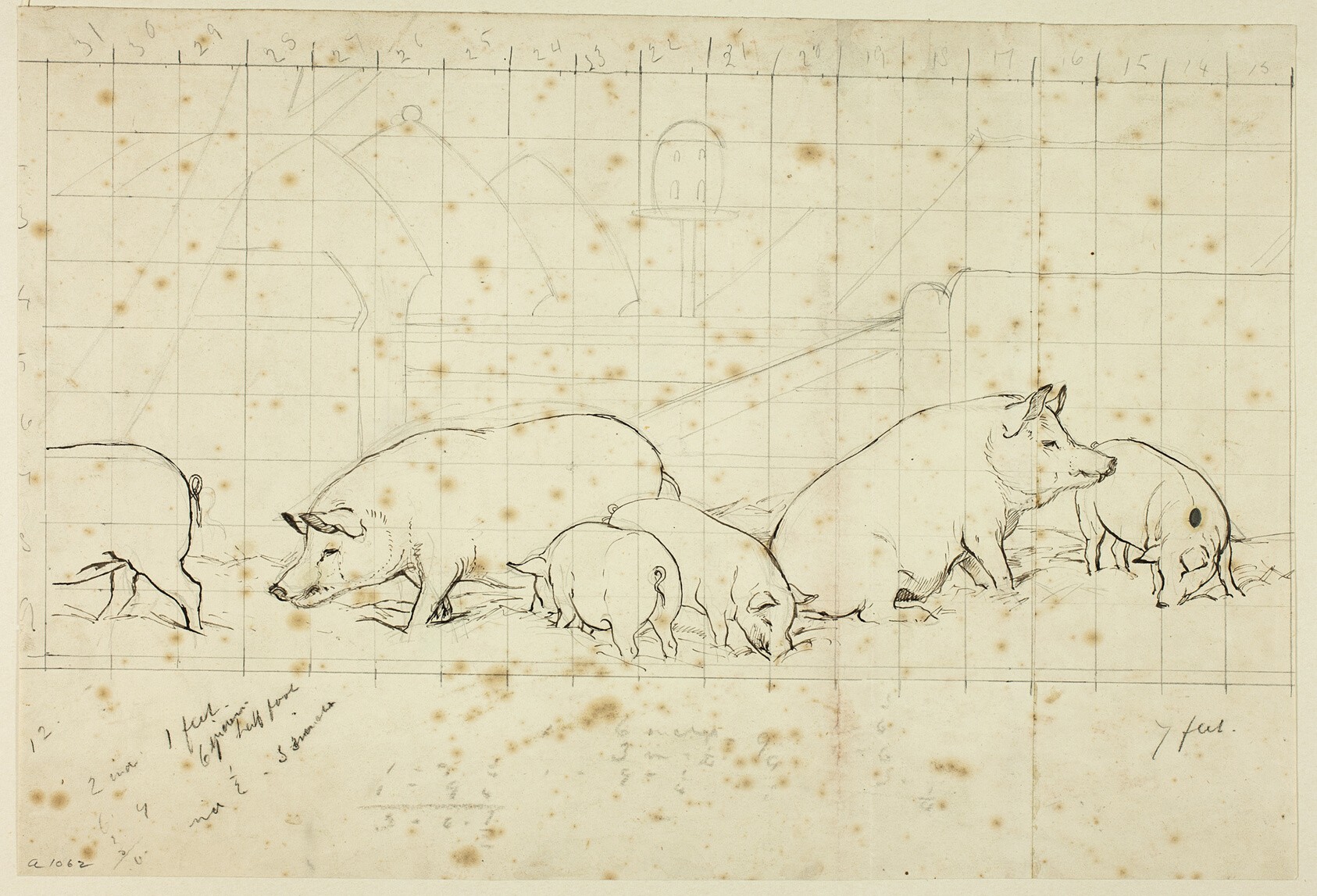 Pigs Wallpaper