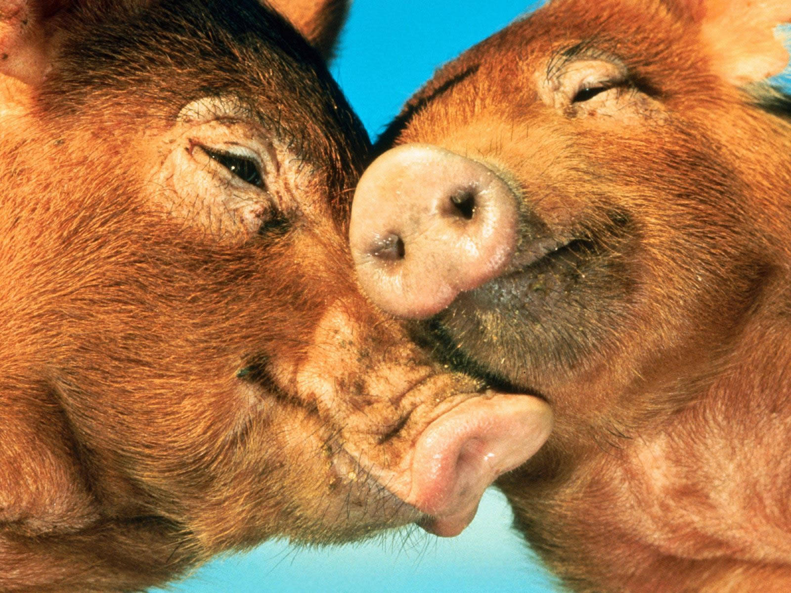 Tender Moment Between Two Cuddling Pigs Wallpaper