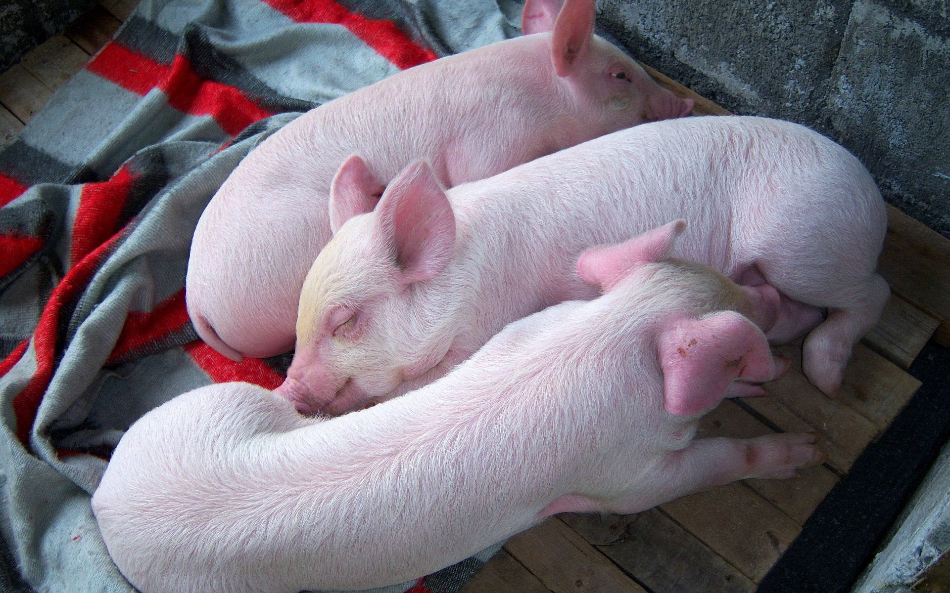 Pigs Sleeping On Wood Deck Wallpaper