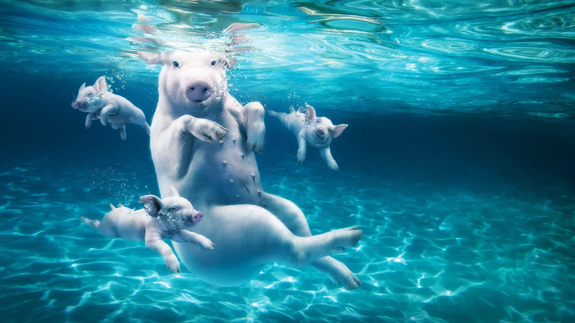 Schweineschwimmen Unter Wasser. Wallpaper