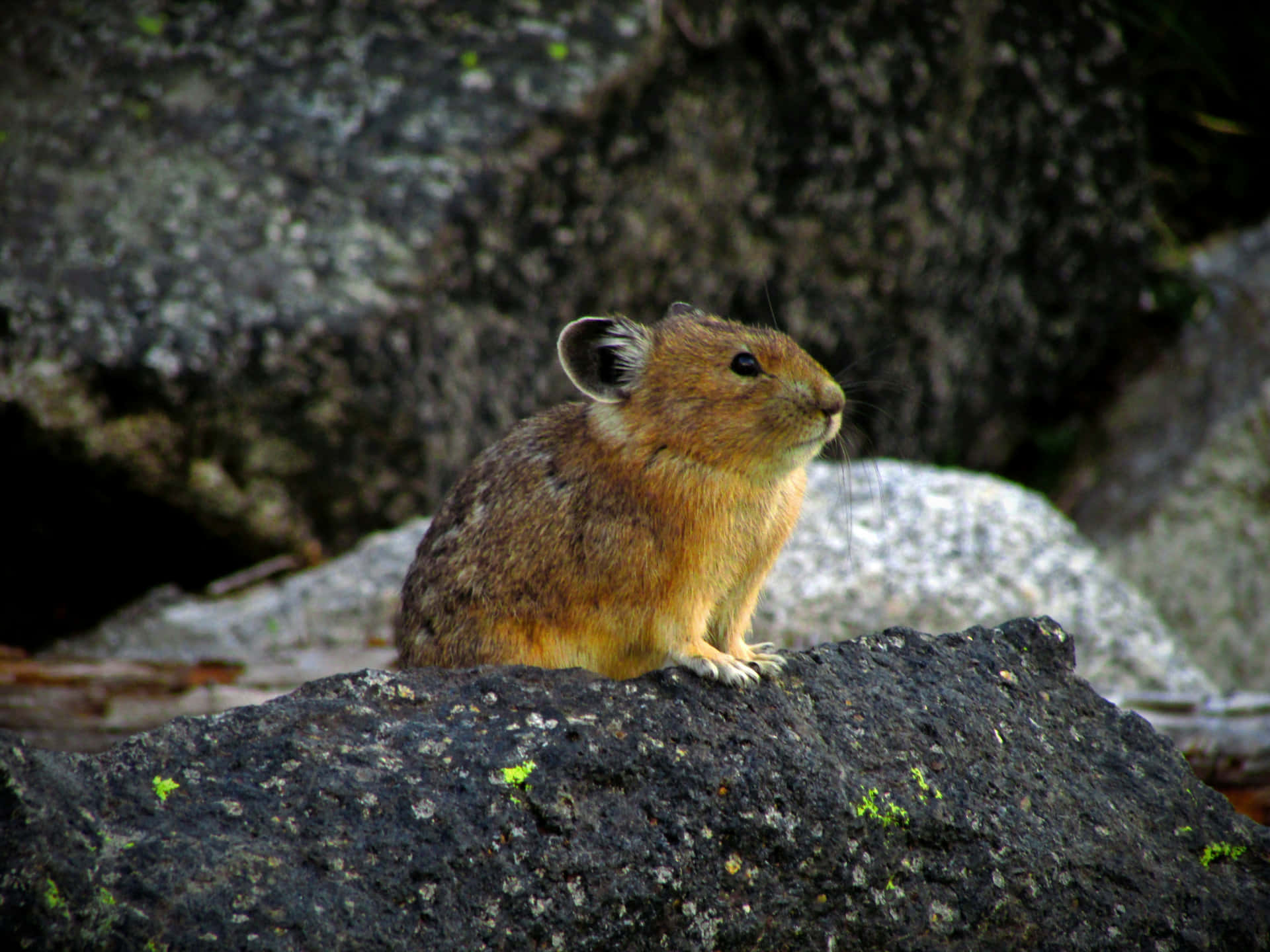 Pika Di Atas Batu Wallpaper