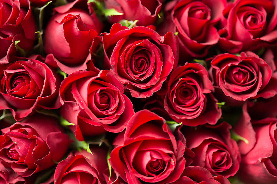 Pile Of Aesthetic Rose Flowers Wallpaper