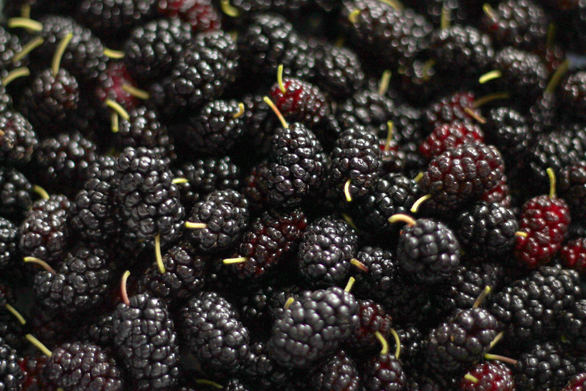 Pile Of Black And Red Mulberry Fruits Wallpaper