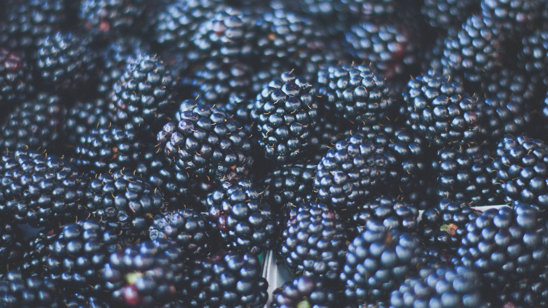 A bountiful harvest of ripe, succulent black mulberries Wallpaper