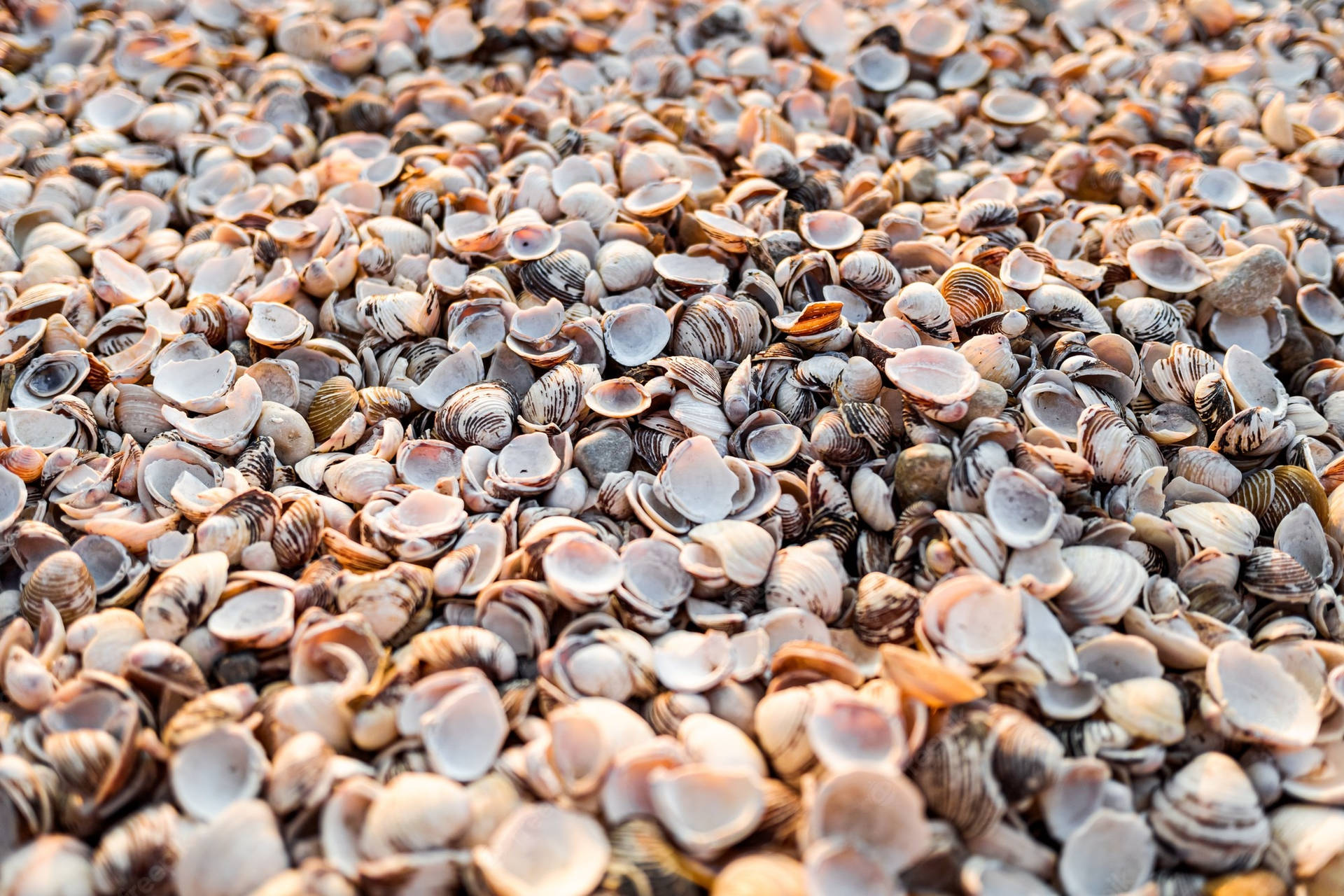 Pile Of Clam Shells Wallpaper