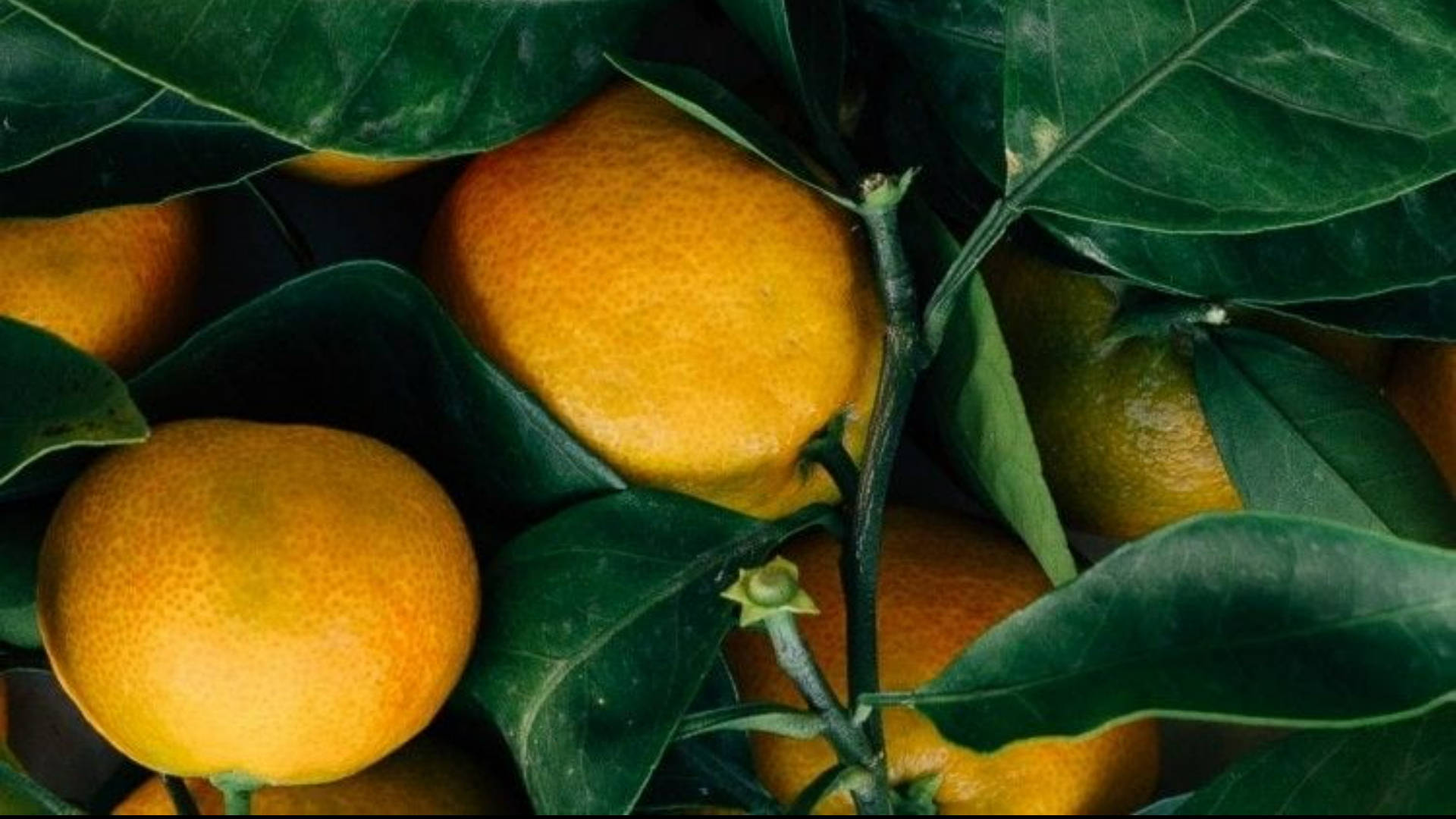Haufenvon Mandarin-orangen-zitrusfrüchten Aus Der Nähe Wallpaper
