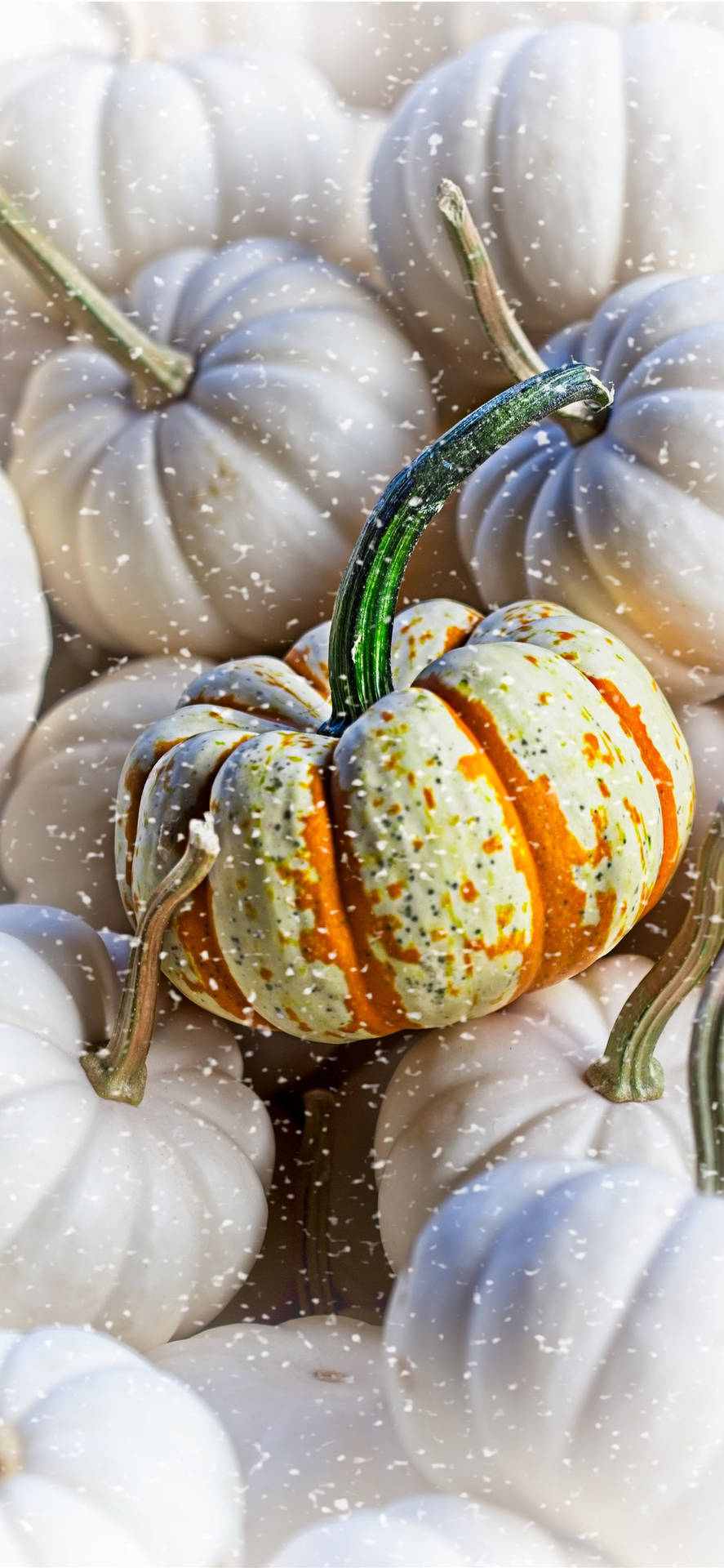 Download wallpaper 938x1668 pumpkin basket plaid autumn harvest iphone  876s6 for parallax hd background