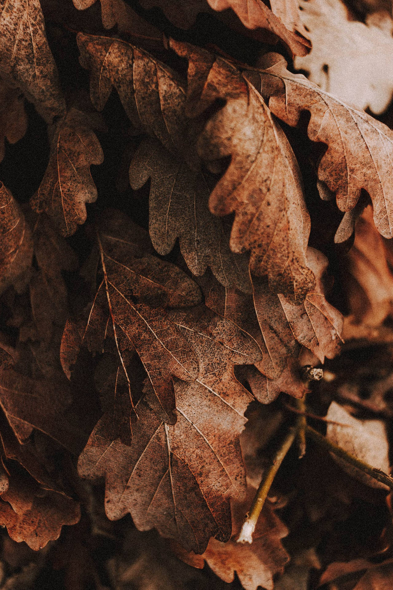 Pile Of Rustic Fall Leaves Wallpaper