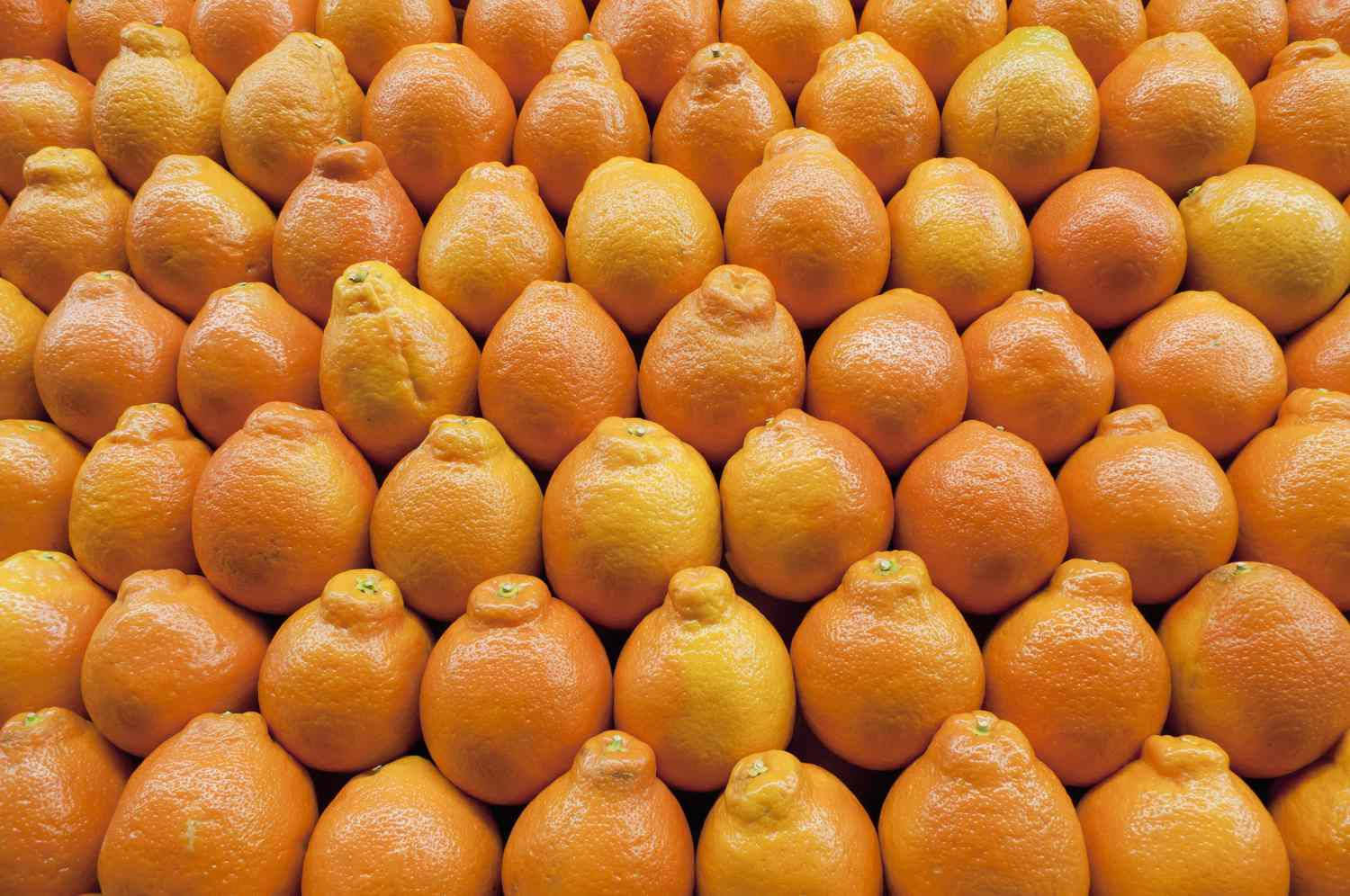 Pile Of Tangelo Fruits Wallpaper