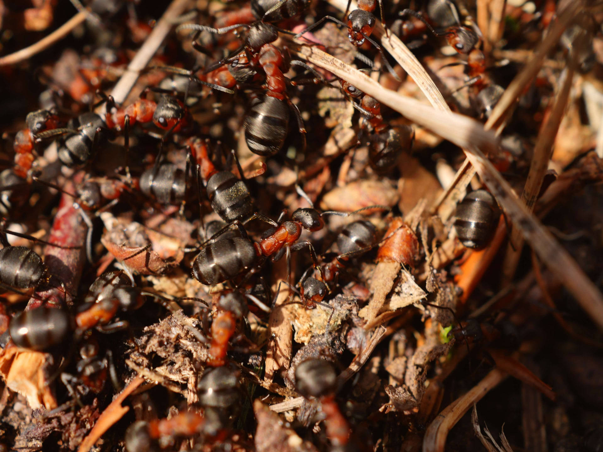 Aneinanderreihenvon Ameisen Wallpaper