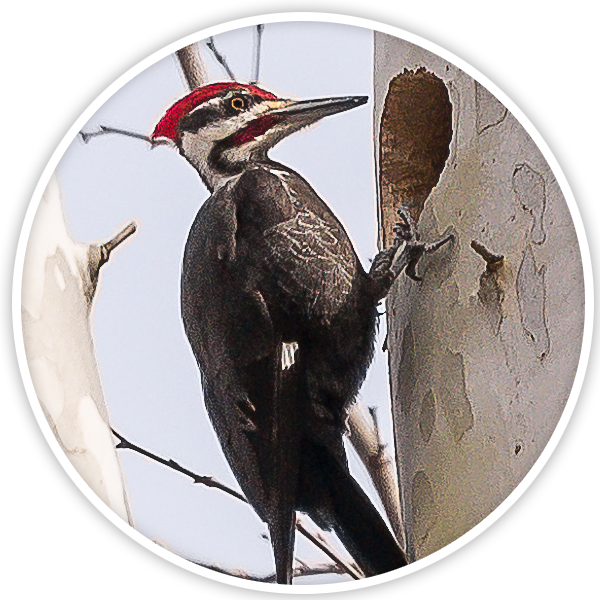 Pileated Woodpecker On Tree PNG