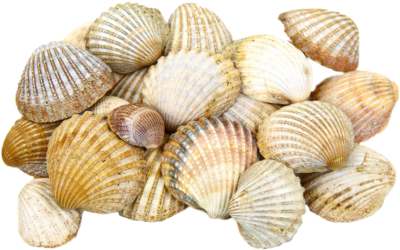 Pileof Clam Shells PNG