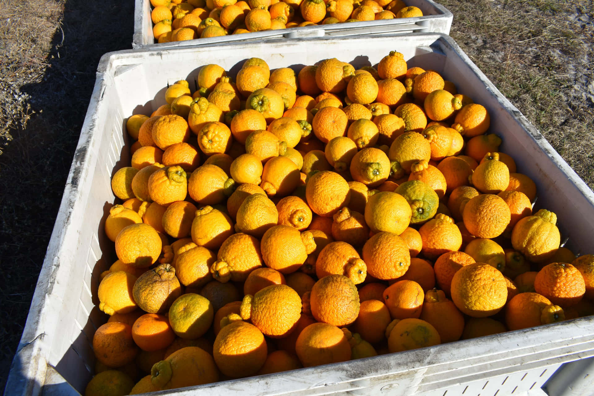 Fresh Ugli Citrus Fruits in Abundance Wallpaper