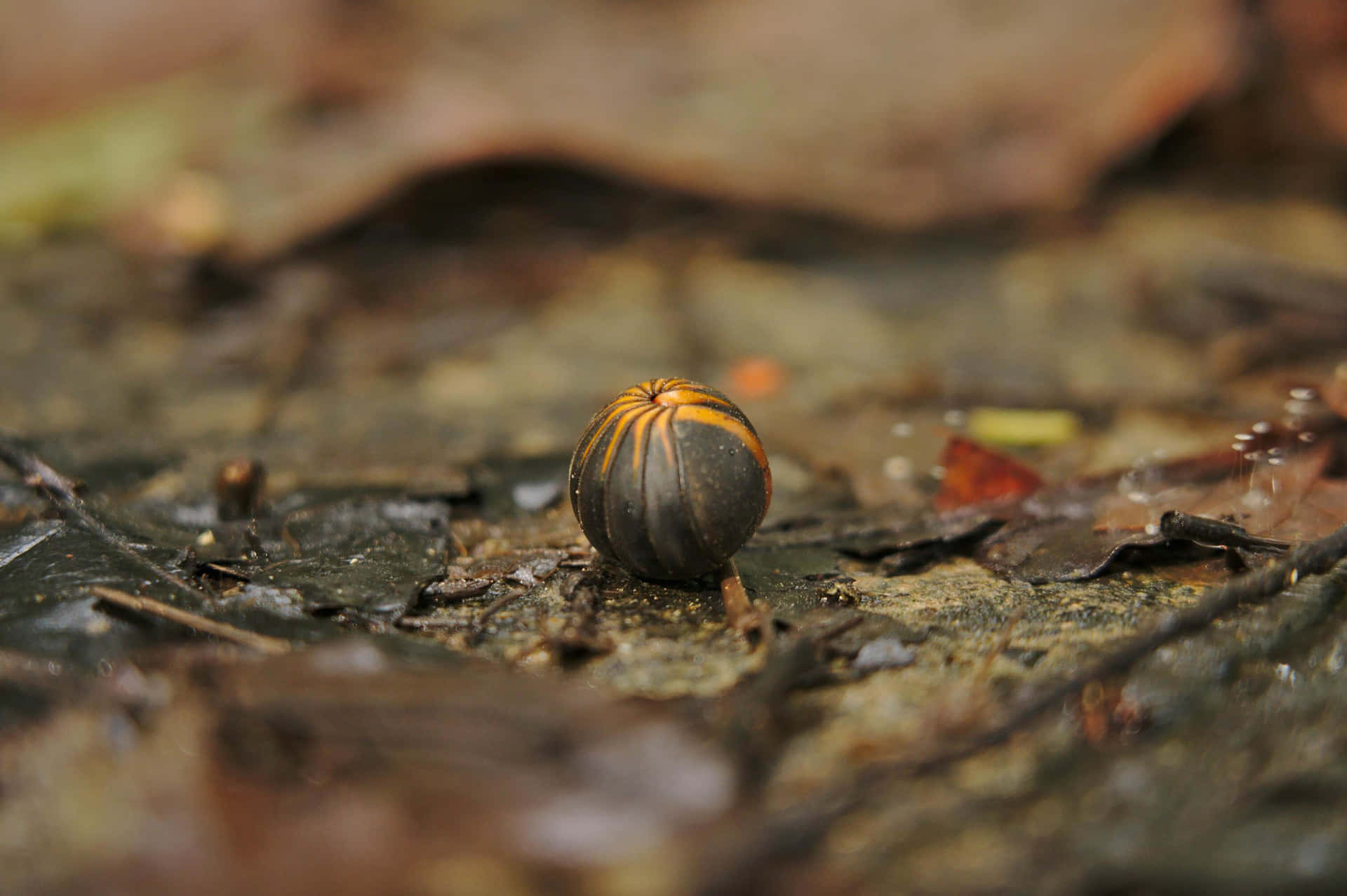 Pillbug Curled Upon Forest Floor Wallpaper