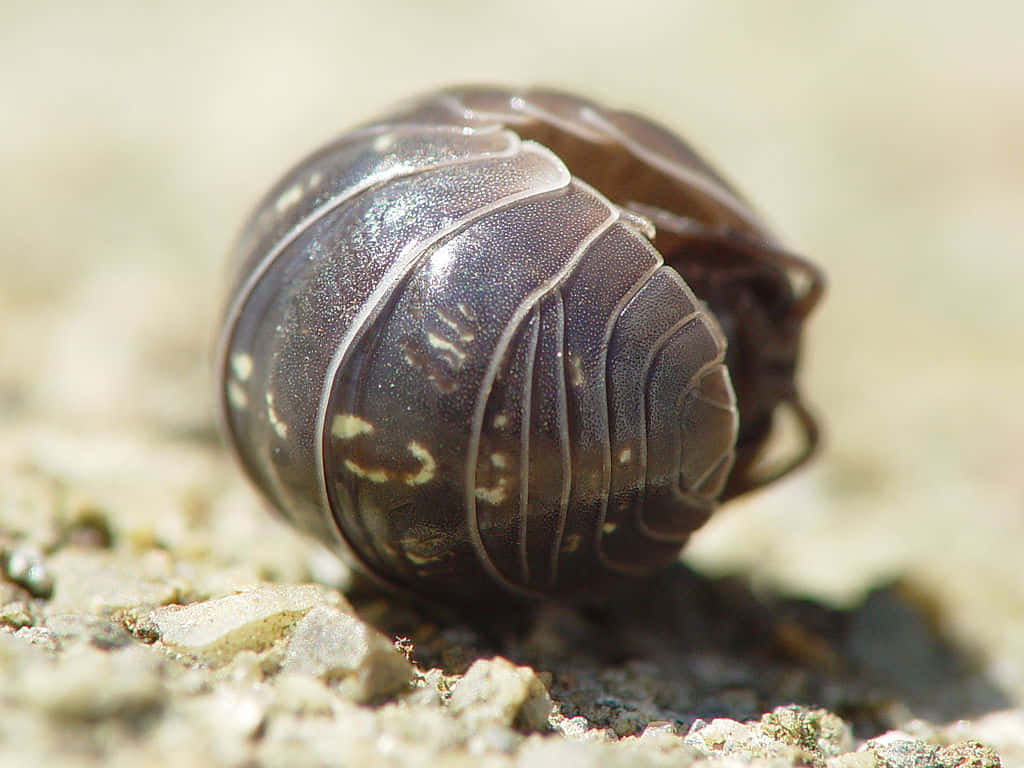 Pillbug Curled Upon Ground Wallpaper