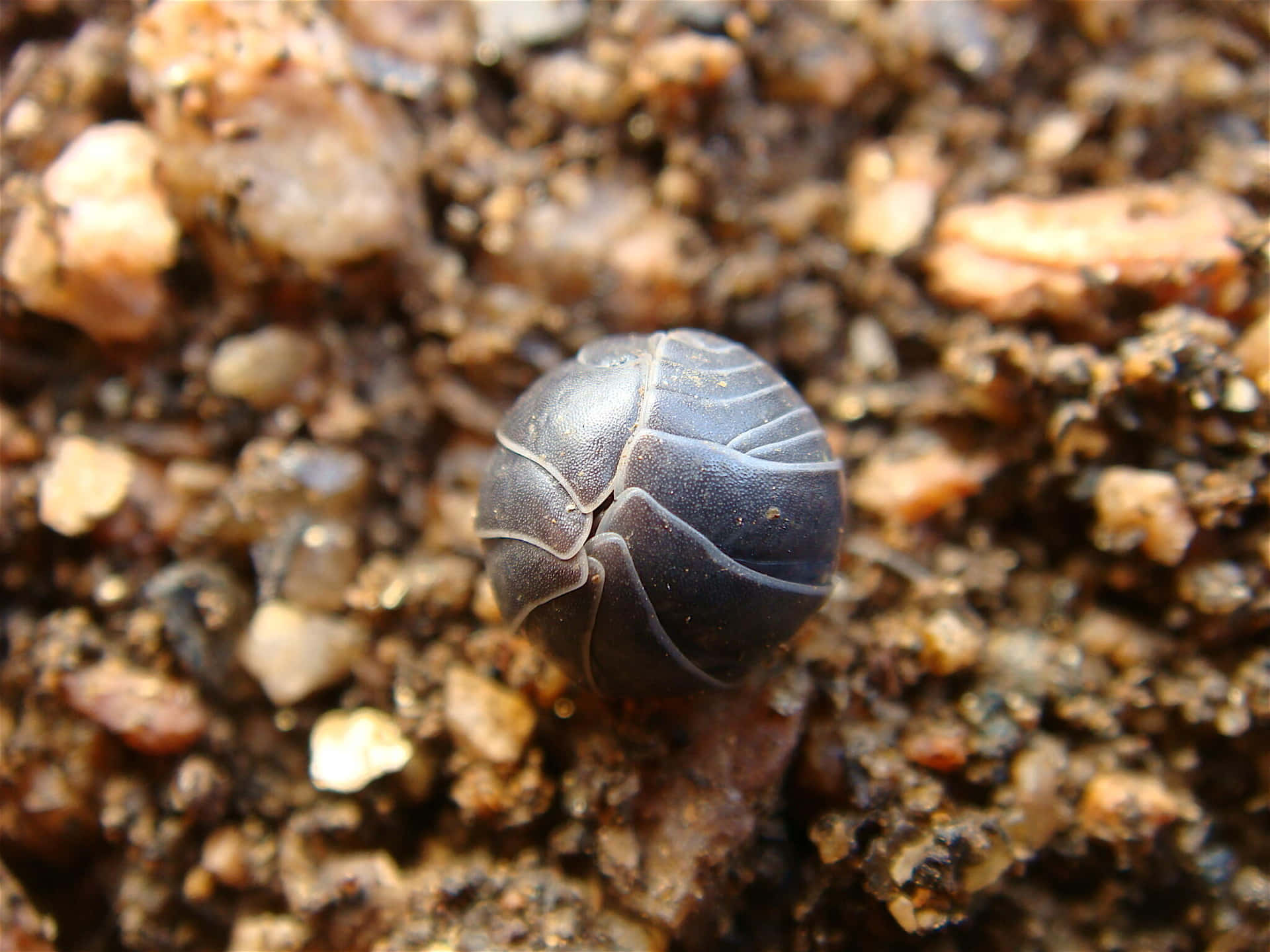 Pillbug Curled Upon Soil Wallpaper